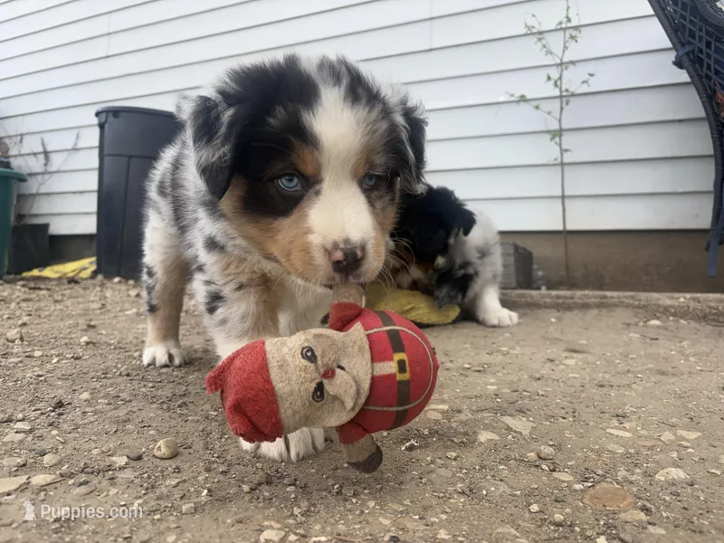 Teddy  – Australian Shepherd puppy for sale in South Kenosha, WI