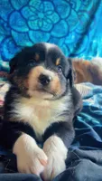 Violet- Vi , a female Australian Shepherd for sale in South Kenosha, WI – Photo 2 of 5