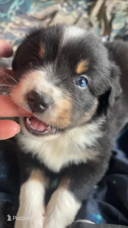 Violet- Vi , a female Australian Shepherd for sale in South Kenosha, WI – Photo 1 of 5