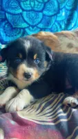 Violet- Vi , a female Australian Shepherd for sale in South Kenosha, WI – Photo 4 of 5