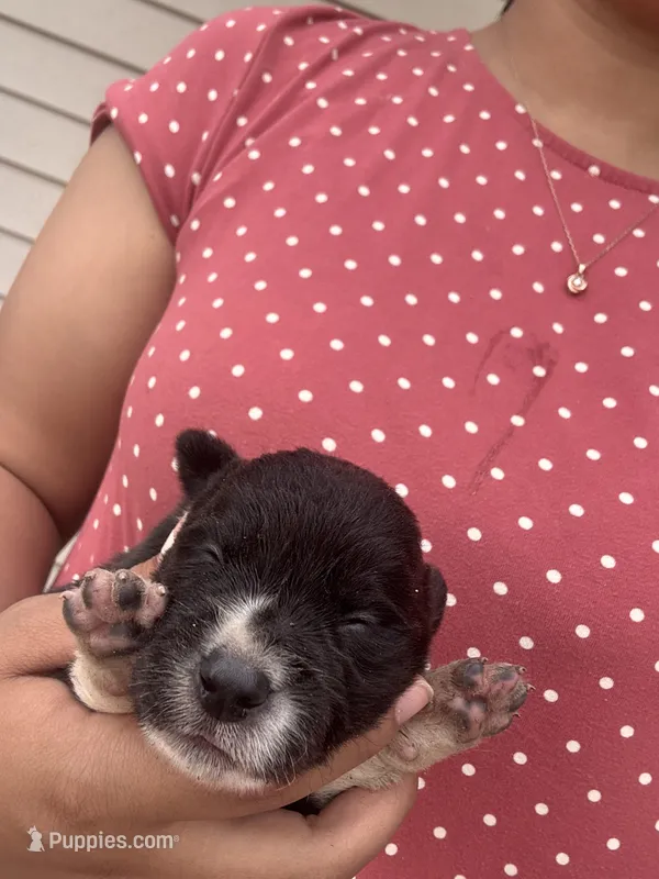 #2 – Border Collie puppy for sale in Washington, IA