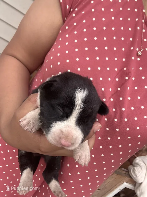 #4 – Border Collie puppy for sale in Washington, IA