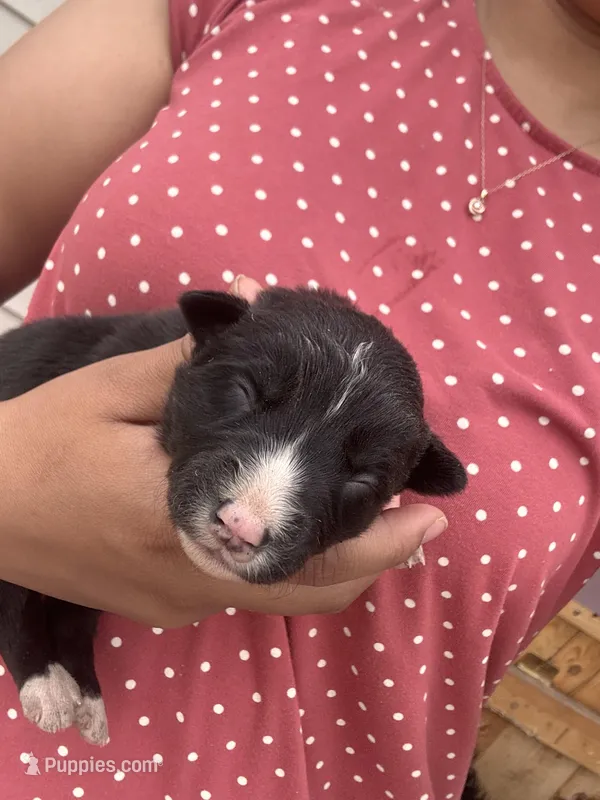 #1 – Border Collie puppy for sale in Washington, IA