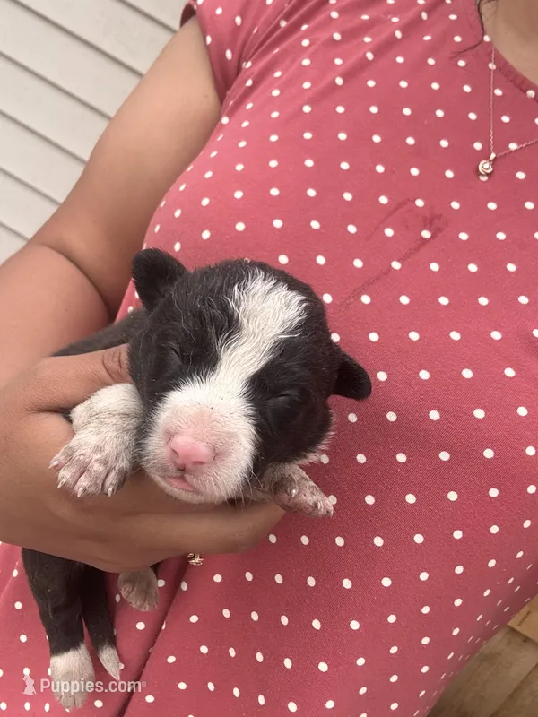 #3 – Border Collie puppy for sale in Washington, IA