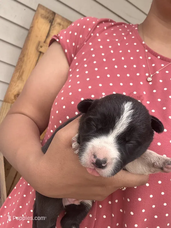 #5 – Border Collie puppy for sale in Washington, IA