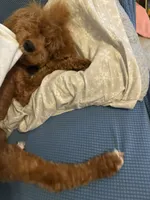 Dolly Parton, a female Miniature Goldendoodle for sale in Buford, GA – 2 of 6