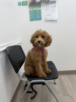 Dolly Parton, a female Miniature Goldendoodle for sale in Buford, GA – 1 of 6