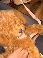 Dolly Parton, a female Miniature Goldendoodle for sale in Buford, GA – 4 of 6