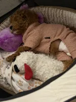Dolly Parton, a female Miniature Goldendoodle for sale in Buford, GA – 6 of 6