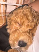 Dolly Parton, a female Miniature Goldendoodle for sale in Buford, GA – 3 of 6