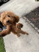 Dolly Parton, a female Miniature Goldendoodle for sale in Buford, GA – 5 of 6