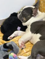 AKC Bunny, a female French Bulldog for sale in Vermilion, OH – 3 of 8