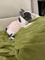 AKC Bunny, a female French Bulldog for sale in Vermilion, OH – 5 of 8
