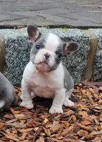 AKC Bunny, a female French Bulldog for sale in Vermilion, OH – 6 of 8