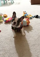 AKC Bunny, a female French Bulldog for sale in Vermilion, OH – 4 of 8