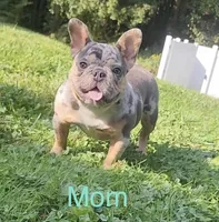 AKC Bunny, a female French Bulldog for sale in Vermilion, OH – 8 of 8