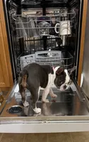 AKC Bunny, a female French Bulldog for sale in Vermilion, OH – 2 of 8