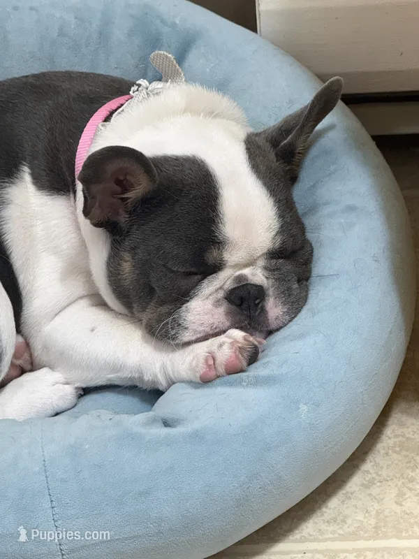 AKC Bunny – French Bulldog puppy for sale in Vermilion, OH