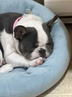 AKC Bunny, a female French Bulldog for sale in Vermilion, OH – 1 of 8