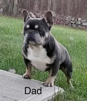 AKC Bunny, a female French Bulldog for sale in Vermilion, OH – 7 of 8