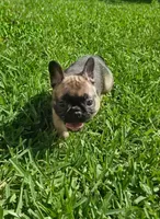Raquel, a female French Bulldog for sale in West Palm Beach, FL – 2 of 8