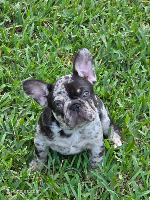 Alpha – French Bulldog puppy for sale in West Palm Beach, FL