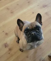 Marble, a female French Bulldog for sale in West Palm Beach, FL – 3 of 5