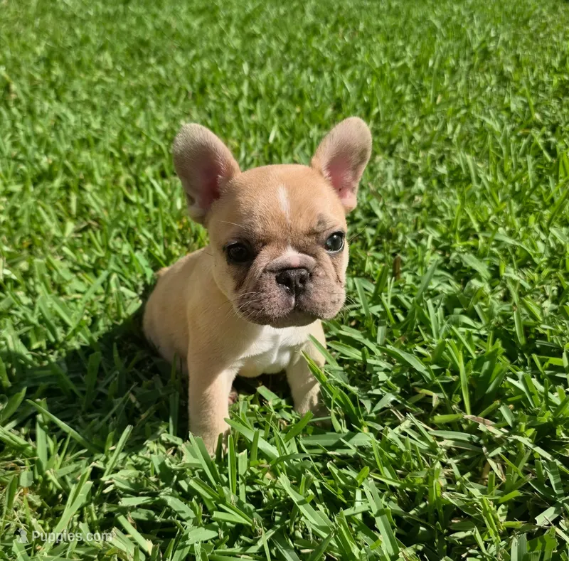 Elvis – French Bulldog puppy for sale in West Palm Beach, FL