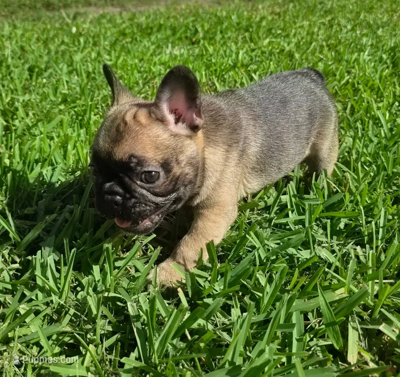 Raquel – French Bulldog puppy for sale in West Palm Beach, FL