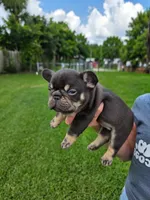Boots, a female French Bulldog for sale in West Palm Beach, FL – 2 of 7