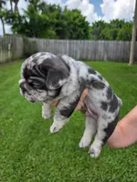 Alpha, a male French Bulldog for sale in West Palm Beach, FL – 2 of 8