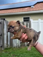 Marble, a female French Bulldog for sale in West Palm Beach, FL – 2 of 5