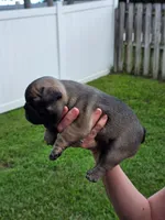 Mishka, a female French Bulldog for sale in West Palm Beach, FL – 2 of 6