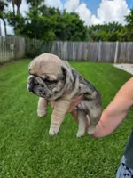 June Bug, a female French Bulldog for sale in West Palm Beach, FL – 2 of 7