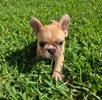 Elvis, a male French Bulldog for sale in West Palm Beach, FL – 2 of 7