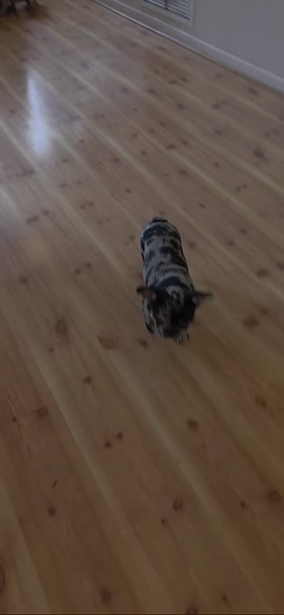 Frankie (Frank Sinatra), a male French Bulldog for sale in West Palm Beach, FL – 3 of 5