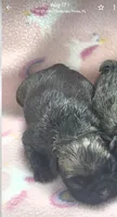 Mishka, a female French Bulldog for sale in West Palm Beach, FL – 2 of 4