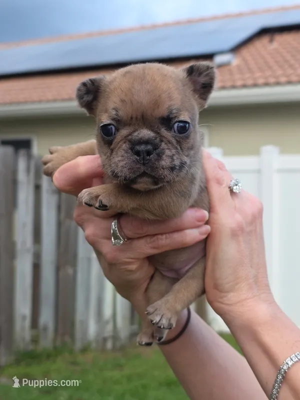 Marble – French Bulldog puppy for sale in West Palm Beach, FL