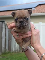Marble, a female French Bulldog for sale in West Palm Beach, FL – 1 of 5