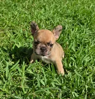 Marilyn, a female French Bulldog for sale in West Palm Beach, FL – 2 of 7