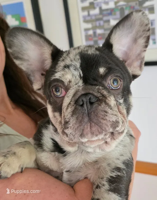 Frankie (Frank Sinatra) – French Bulldog puppy for sale in West Palm Beach, FL
