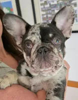 Frankie (Frank Sinatra), a male French Bulldog for sale in West Palm Beach, FL – 1 of 5