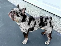 Alice, a female French Bulldog for sale in West Palm Beach, FL – 5 of 8