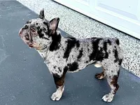 Marble, a female French Bulldog for sale in West Palm Beach, FL – 4 of 5