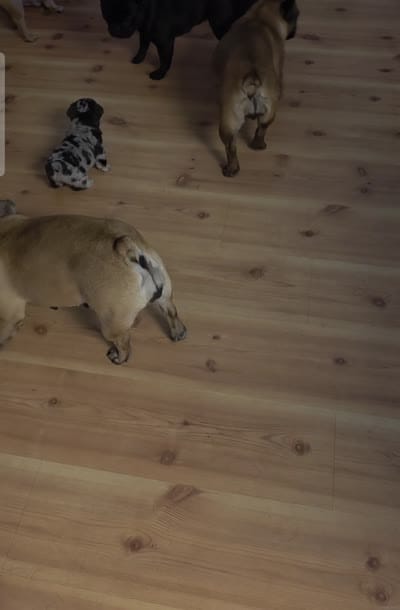 Boots, a female French Bulldog for sale in West Palm Beach, FL – 6 of 7