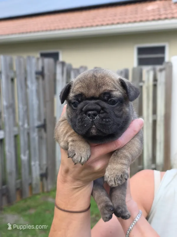 Mishka – French Bulldog puppy for sale in West Palm Beach, FL