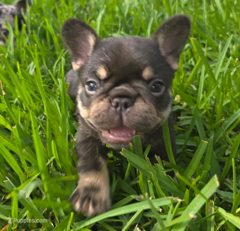Boots – French Bulldog puppy for sale in West Palm Beach, FL