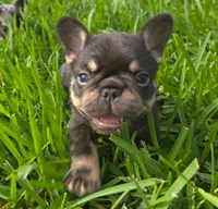 Boots, a female French Bulldog for sale in West Palm Beach, FL – 1 of 7