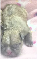 Cash (ew), a male French Bulldog for sale in West Palm Beach, FL – 1 of 4