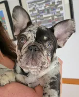 Frankie (Frank Sinatra), a male French Bulldog for sale in West Palm Beach, FL – 2 of 5